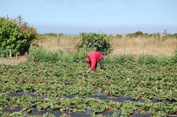 With work trade, you can barter your time and skills, including gardening, for housing. Photo: Cat Johnson