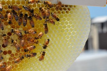 Close up of freshly built comb. Photo by Ironbee Collective on Flickr.